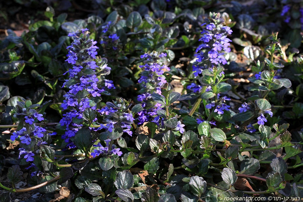 חד-שפה זוחל Ajuga reptans 'Catlin's Giant'