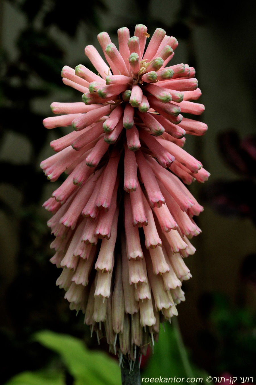 נוית החפים Veltheimia bracteata
