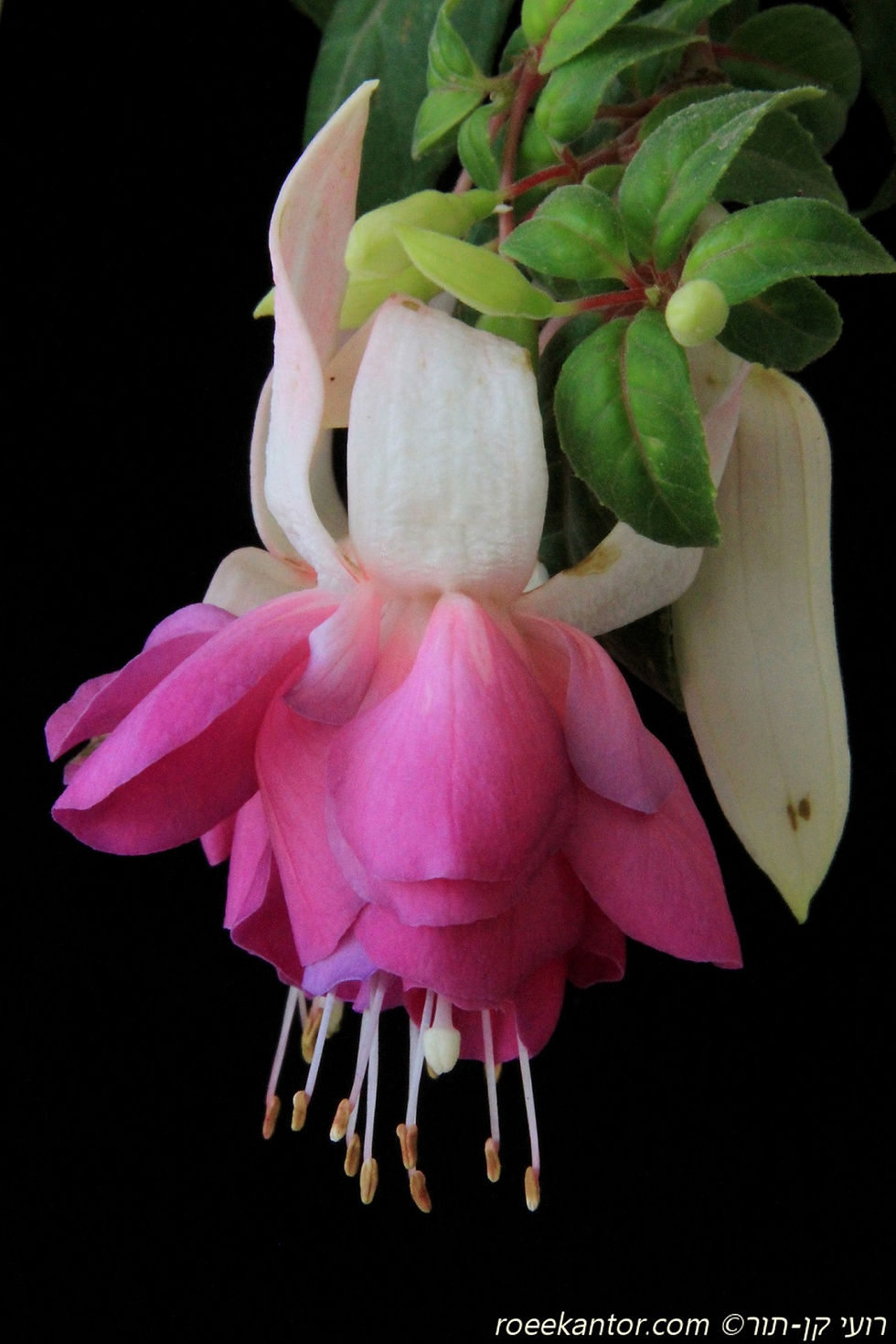 פוקסית הכלאיים 'דיפ פרפל' Fuchsia hybrida 'Deep Purple'