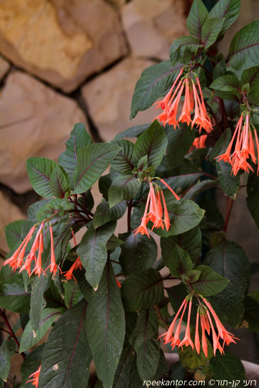 פוקסיה אדומה 'קוראל' Fuchsia triphylla 'Coral'