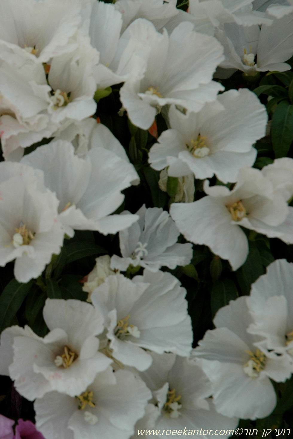 קלקריה נעימה - גודטיה Godetia amoena