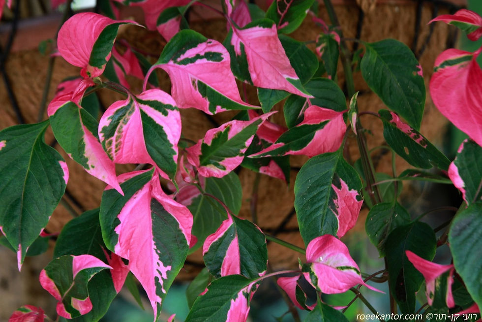 ביצן הפגה 'פרטי טיים' Alternanthera ficoidea 'Party Time'