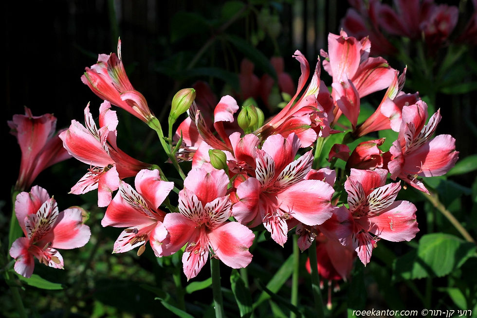 אלסטרומריה זהובה Alstromeria pelegrina