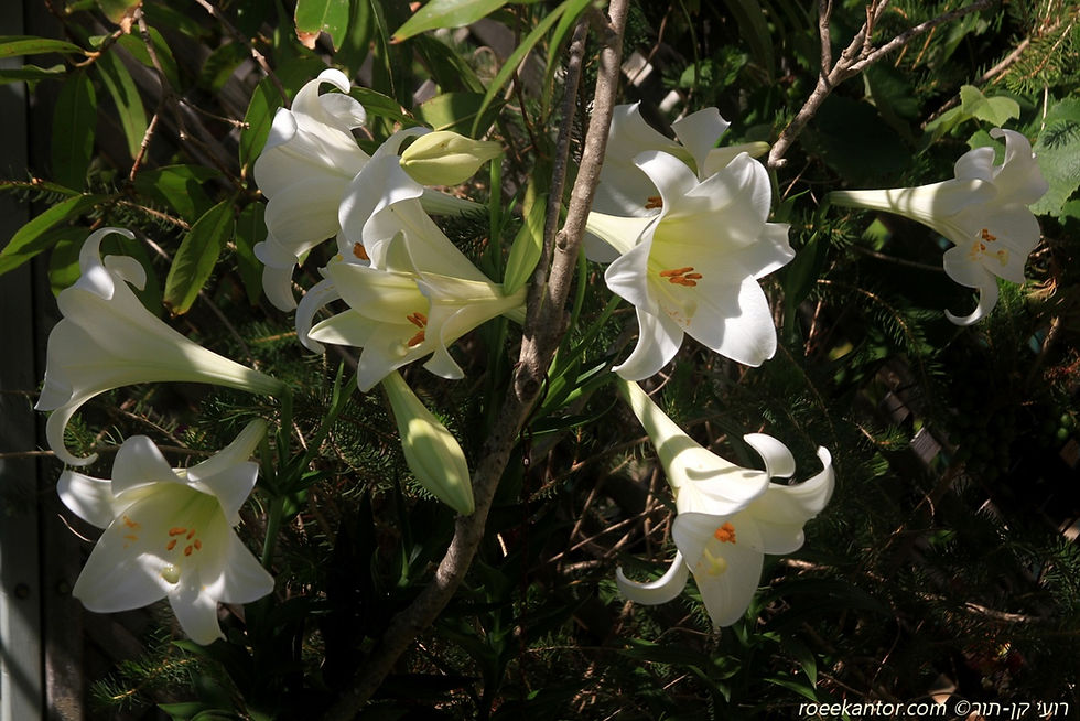 שושן ארוך-פרחים Lilium longiflorum