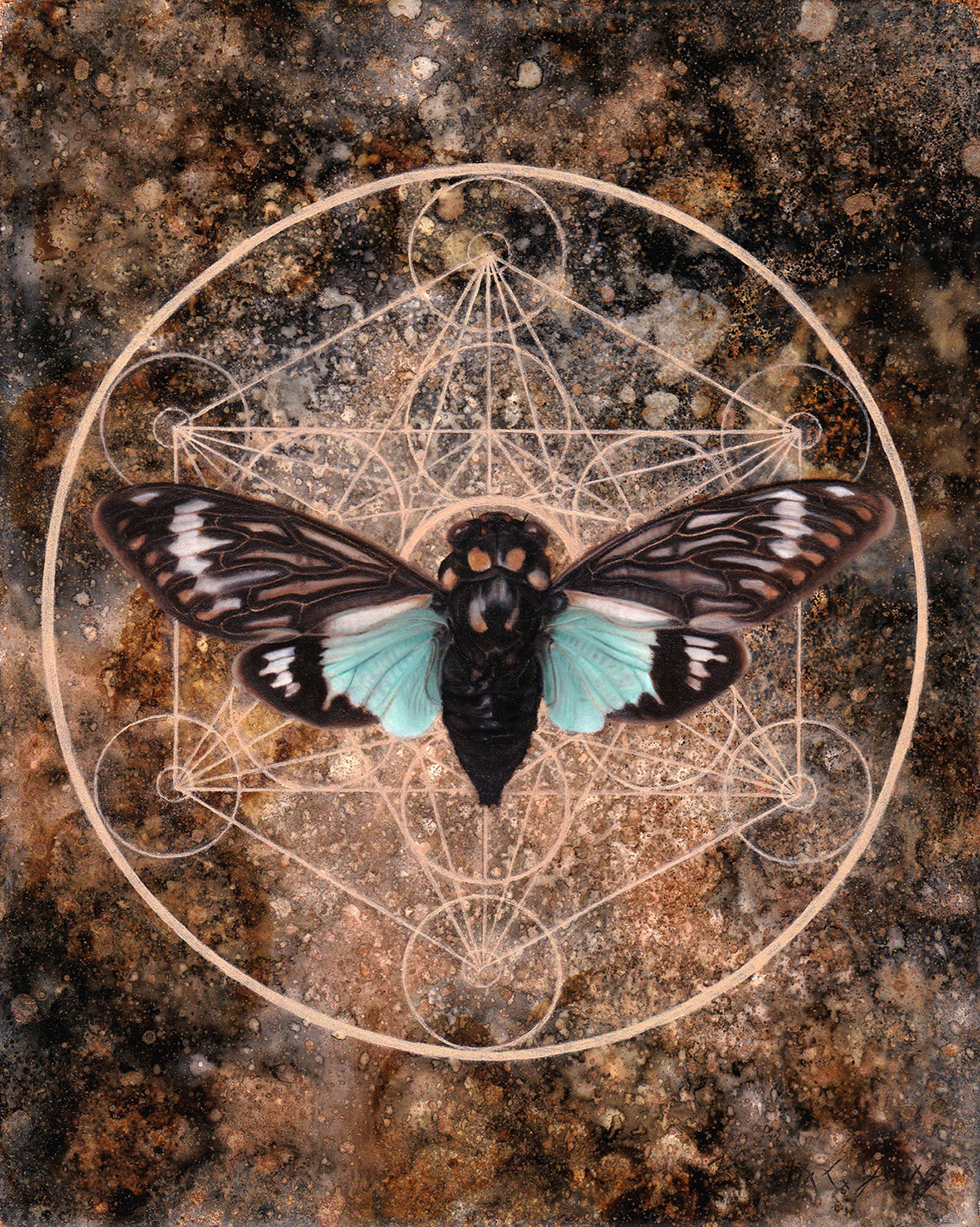 (Cicada) Tosena Speldida