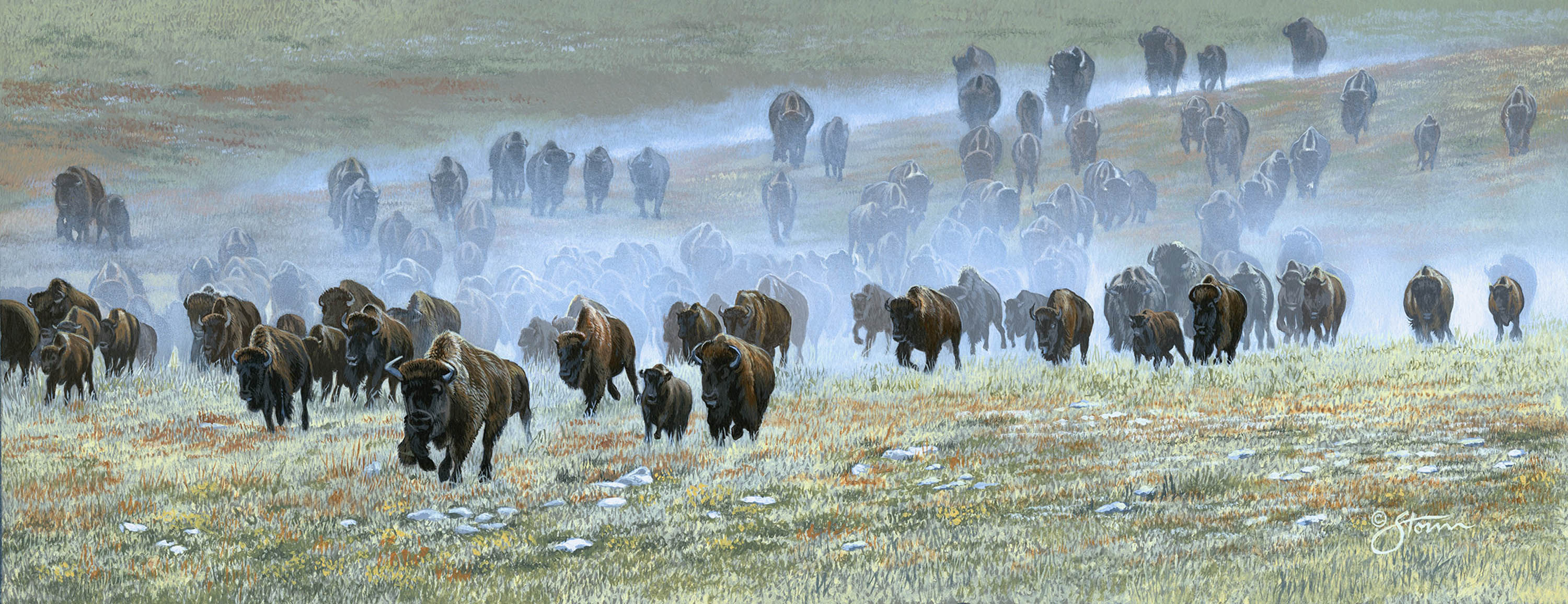 Bison Run