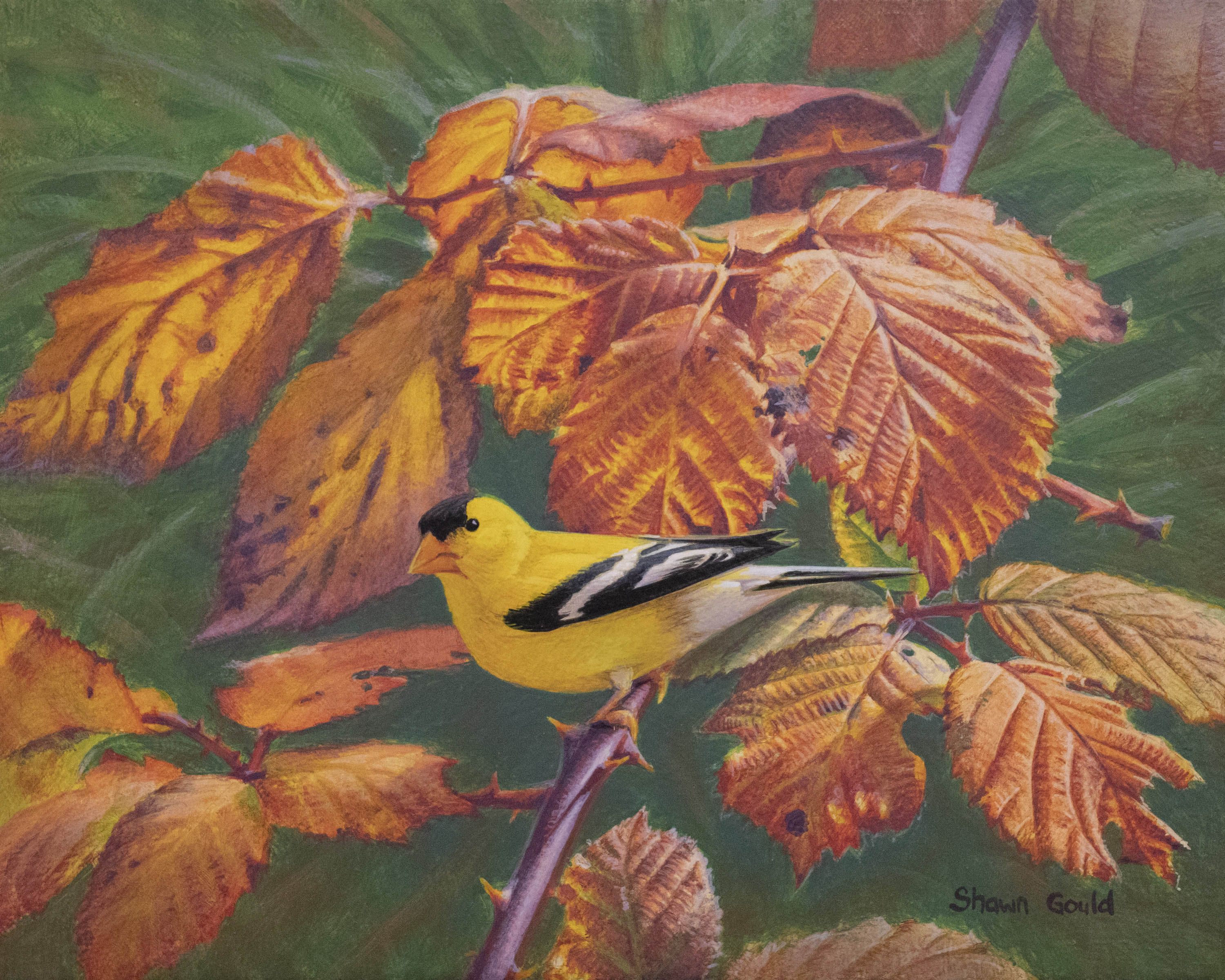 Blackberry Fire by Shawn Gould