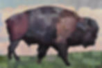 Majesty of the Bison by Matthew Higginbotham
