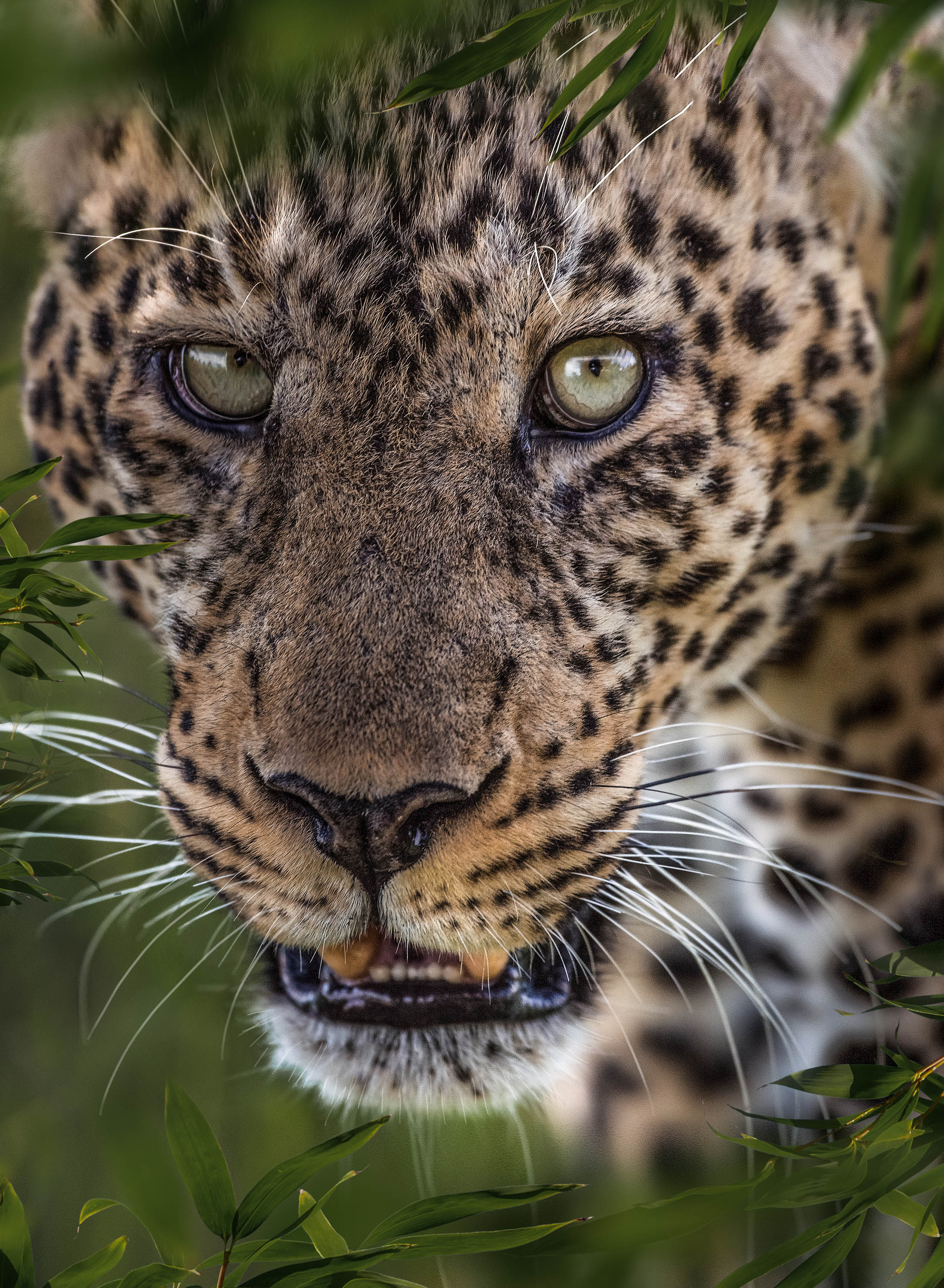Leopard Eyes