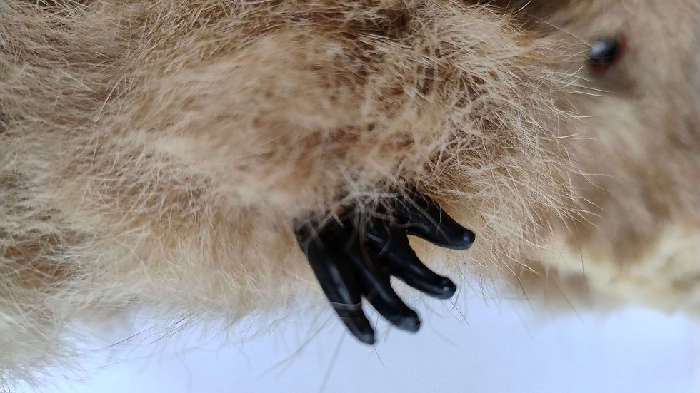 Thumbnail: Sweet 1950/60's plush real kangaroo fur Australian koala bear toy. 