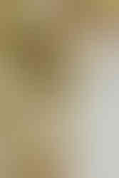 neutral wedding flowers close up