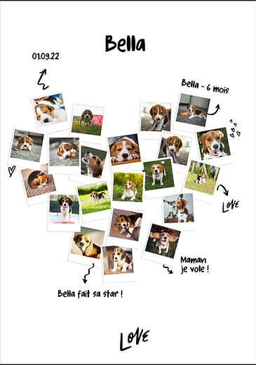 Album photos chiens et chats (2).png