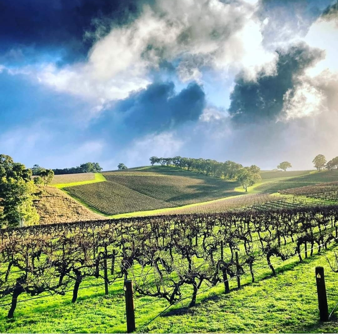 Wine Making Wine Wave Barrie