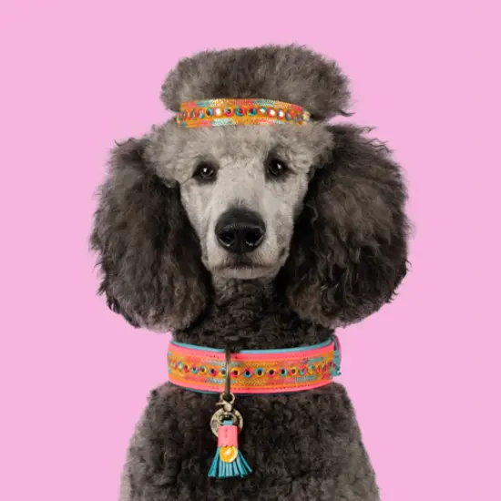 hundefutter mit gemse Gekochtes Hundefutter: Lachs