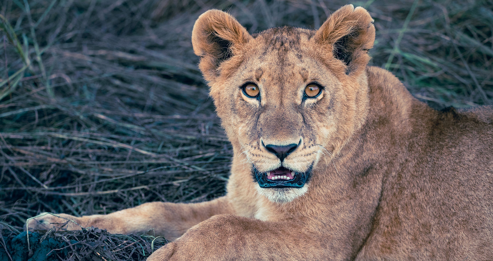 Safari-site-2024-1.jpg
