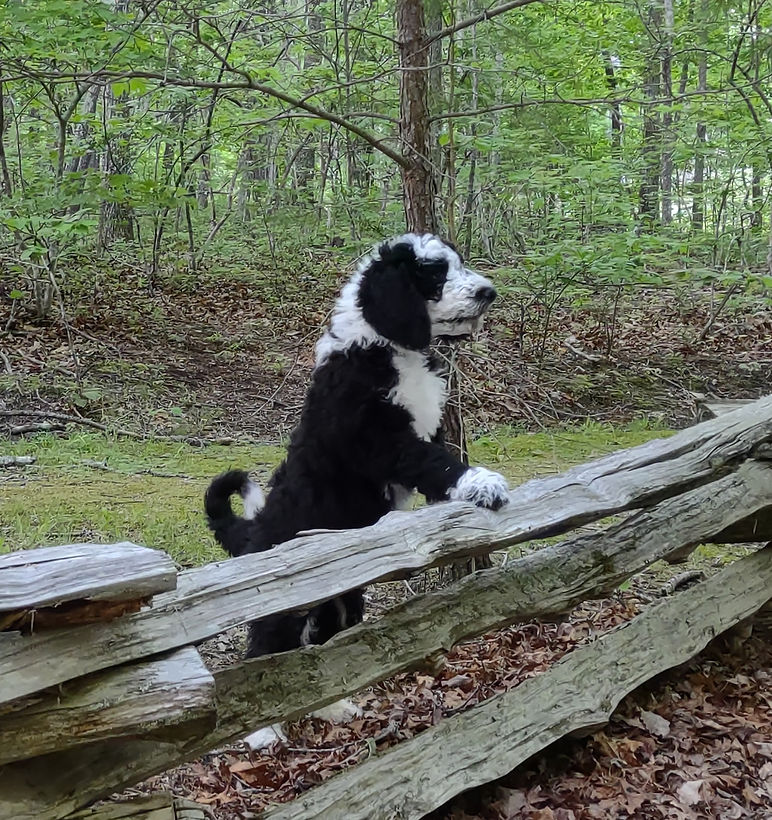 Bernedoodle Puppies in Tennessee
