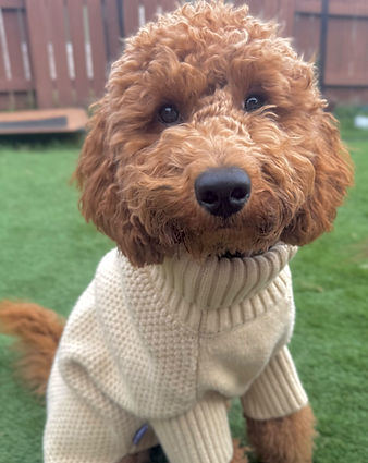 Sunny-D - Applications Closed