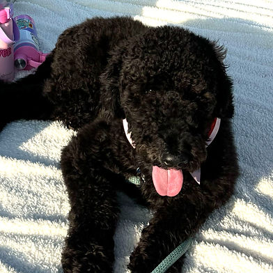 Herb - Applications Closed