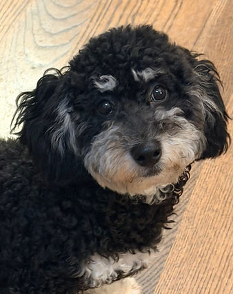 Sesame - Application Closed