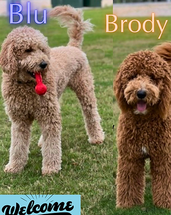 Blu & Brody - Applications Closed