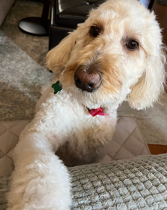 Macie