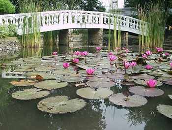 Lilies Bridge by Old Grey Sea Wolf.jpg
