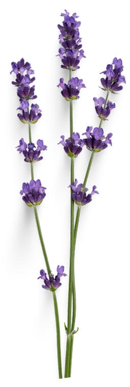 Purple Lavender White Illustrated Floral Animated Birthday Virtual Invitation (3).png