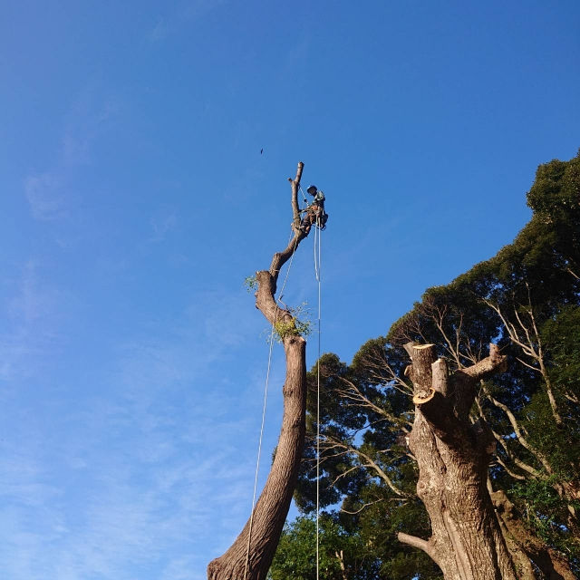 福島県白河市の伐採/剪定業者が語る、特殊伐採の際に気を付けたい、業者選びのポイントとは?