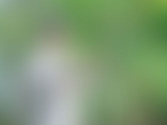 白河市の特殊伐採・植木職人が語る、高木・大木の伐採における危険性とプロの技術について
