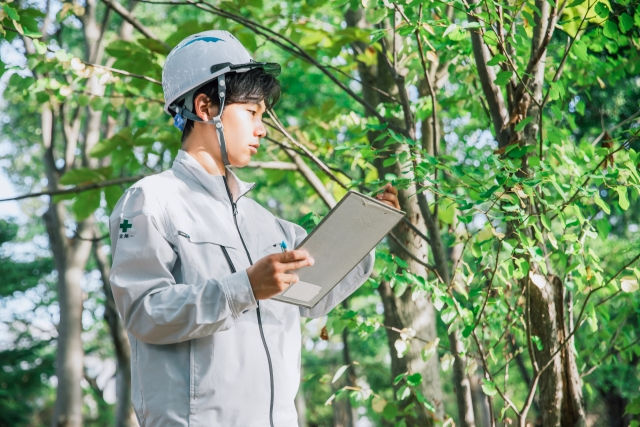 白河市の特殊伐採・植木職人が語る、高木・大木の伐採における危険性とプロの技術について