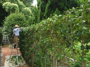 福島県白河市の伐採/剪定業者が語る、自分で行う剪定と伐採の注意点とコツについて