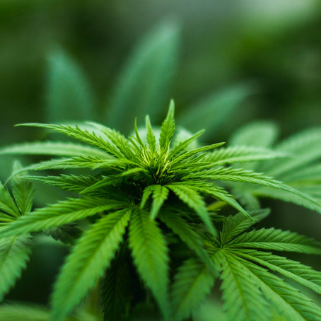 Biosíntesis para potencializar la industria de cannabis
