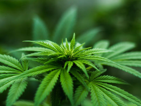 Biosíntesis para potencializar la industria de cannabis