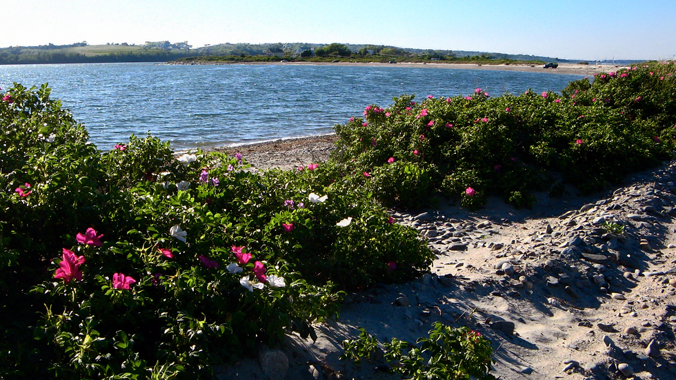 header-shore.png