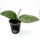 Thumbnail: Hoya Carnosa Freckles Splash