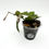 Thumbnail: Hoya Lacunosa Asami Clone 2