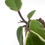 Thumbnail: Hoya Carnosa "Purple Pride"