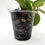 Thumbnail: Hoya Lacunosa Asami Clone 2