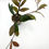 Thumbnail: Hoya Lacunosa Gothic (B)