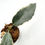 Thumbnail: Hoya Archboldiana Albo