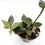Thumbnail: Hoya Lacunosa Leopard Skin