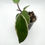Thumbnail: Hoya Carnosa "Purple Pride"