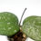 Thumbnail: Hoya Carnosa Freckles Splash