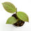 Thumbnail: Hoya Obscura Cryptic Chrome (A)
