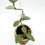 Thumbnail: Hoya Nummularioides Silver