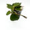 Thumbnail: Hoya Lacunosa Asami Clone 2