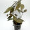 Thumbnail: Hoya Lacunosa Laos