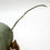 Thumbnail: Hoya Caudata Argene (A)