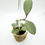 Thumbnail: Hoya Nummularioides Silver