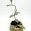 Thumbnail: Hoya Nummularioides Silver